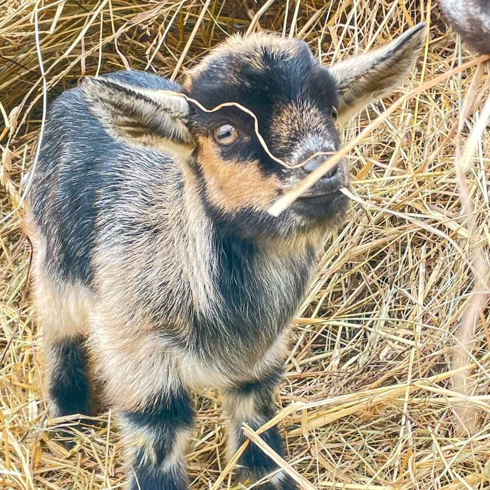 Meet your Posher, Posh